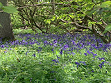 Priors Hardwick