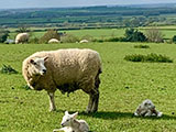 Priors Hardwick
