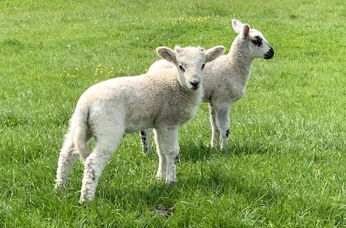 New lambs on the Ancient Monument