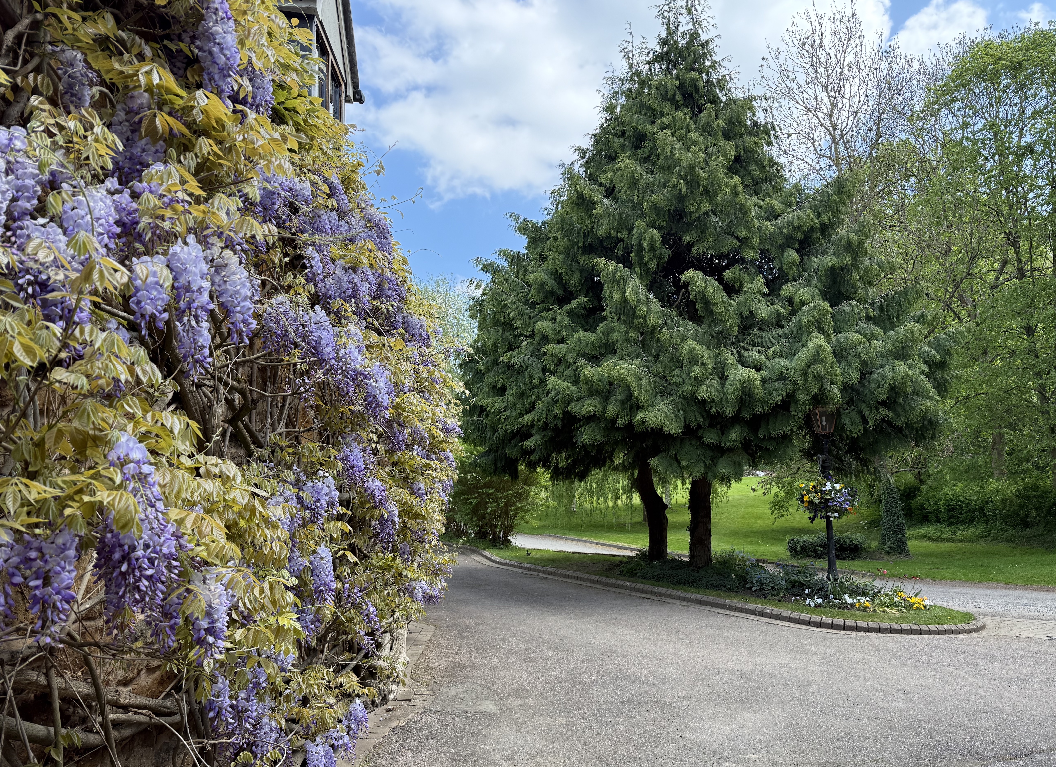 Wisteria close to the Butchers Arms