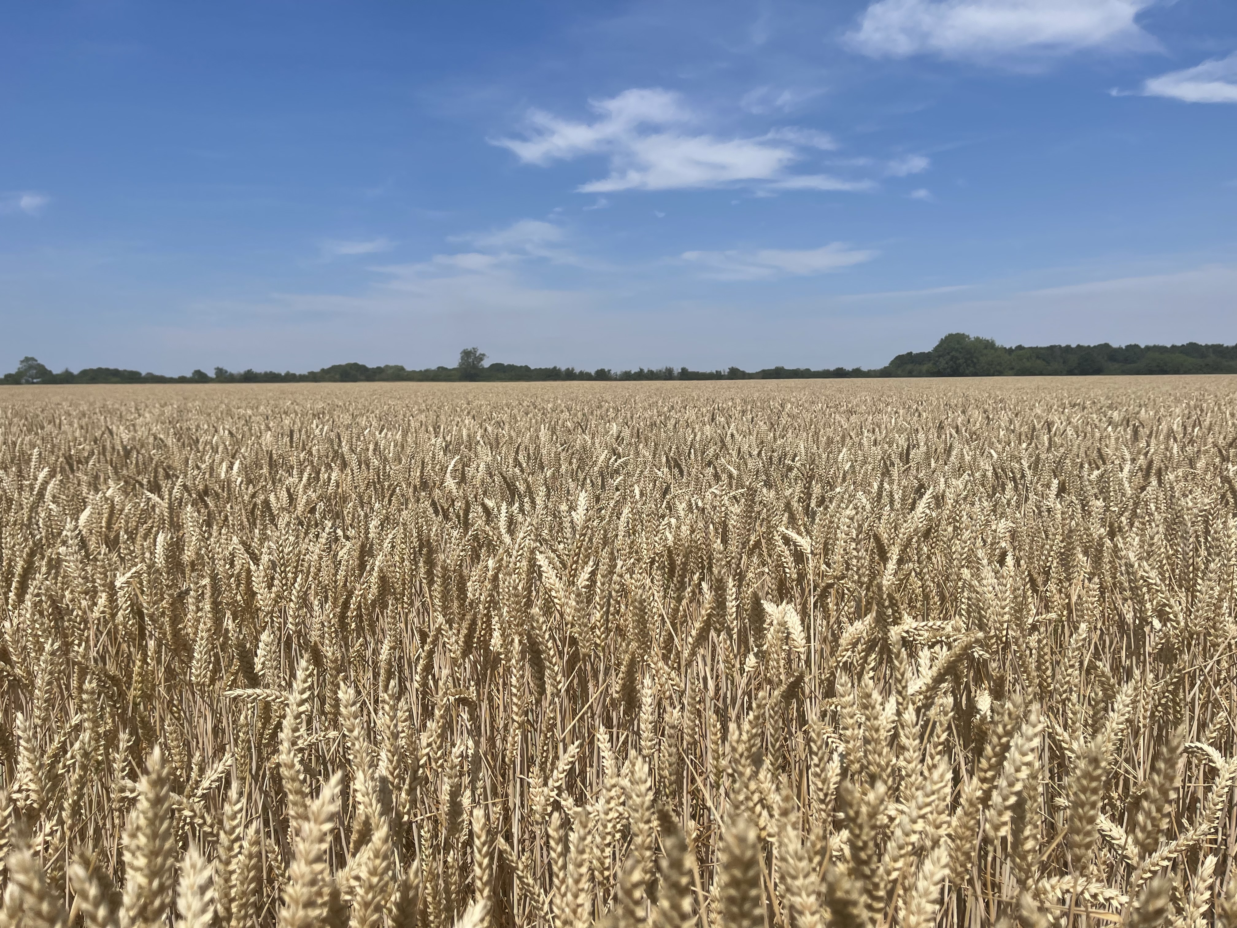 Ready for Harvest